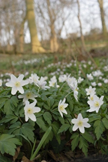 Anemone Prints: Wood Anemone (Anemone nemorosa) flowering
