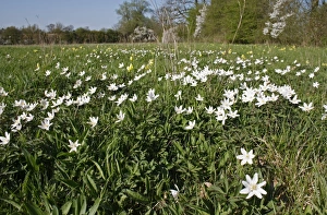 Wood Anemone (Anemone nemorosa) flowering, growing in unimproved hay meadow habitat, Mickfield Meadow Nature Reserve
