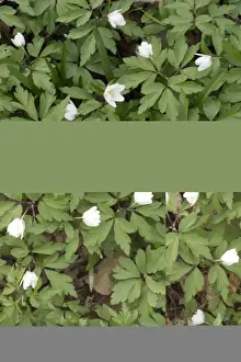 Anemone Prints: Wood Anemone (Anemone nemorosa) flowers partially open