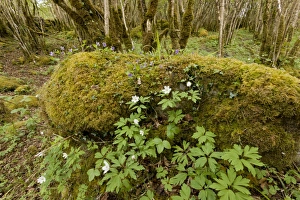 Mosses Prints: Wood Anemone (Anemone nemorosa) and violets