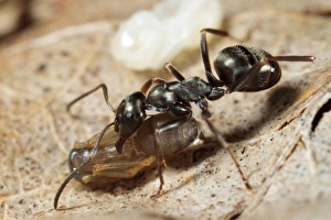 Pupa Prints: Wood Ant (Formica lemani) adult worker