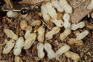 Larva Prints: Wood Ant (Formica lemani) adult workers