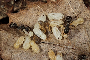 Wood Ant (Formica lemani) adult workers, tending naked (not cocooned) pupae in nest, Powys, Wales, August