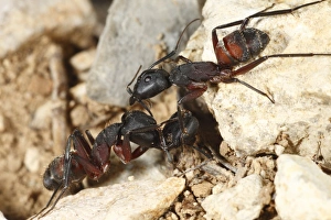 Aggression Prints: Wood Ant (Formica sp. ) adult workers