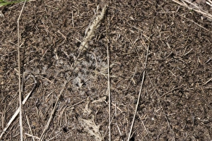 Nest Prints: Wood Ants on nest mound made in pine forest - Bulgaria