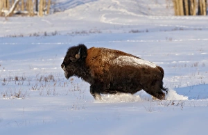 Running Prints: Wood Bison (Bison bison athabascae) adult
