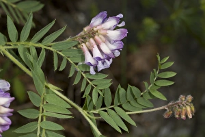 Fabaceae Prints: Wood Bitter-vetch (Vicia orobus) flowering, Massif du Sancy, Auvergne, France, July