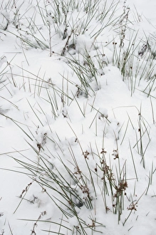 Sedge Prints: Wood Club-rush (Scirpus sylvaticus) covered with snow, Kent, England, december