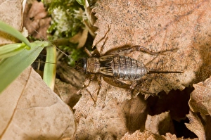 Floor Prints: Wood Cricket (Nemobius sylvestris) adult female