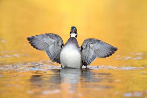 Wood Duck (Aix sponsa) adult male, fanning wings on water, U. S. A. autumn
