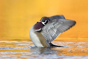 Animals USA Prints: Wood Duck (Aix sponsa) adult male, fanning wings on water, U. S. A. autumn