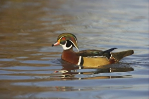 Drakes Prints: Wood Duck (Aix sponsa) adult male, swimming, Slimbridge W. W. T. (captive)