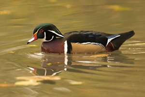 Wood Duck (Aix sponsa) adult male, in breeding plumage, swimming (captive)