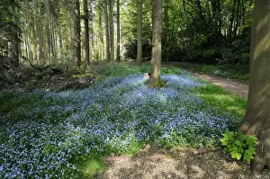Boraginaceae Prints: Wood Forget-me-not (Myosotis sylvatica) flowering mass