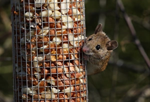 Hanging Prints: Wood Mouse (Apodemus sylvaticus) adult