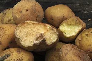 Wood Mouse (Apodemus sylvaticus) feeding damage to Potato (Solanum tuberosum) tubers stored in garden shed, Suffolk