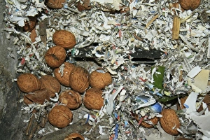 Wood Mouse (Apodemus sylvaticus) food cache, Common Walnut (Juglans regia)