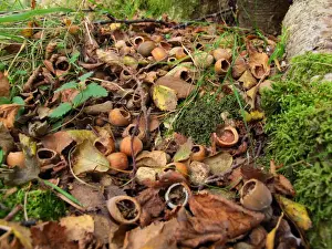 Rodent Prints: Wood Mouse (Apodemus sylvaticus) food cache of eaten Common Hazel (Corylus avellana) nuts
