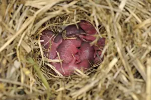 Field Mouse Prints: Wood Mouse (Apodemus sylvaticus) newborn young in nest, Oxfordshire, England, june