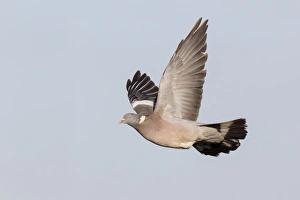 Wood Pigeon (Columba palumbus) adult, in flight, Gloucestershire, England, December