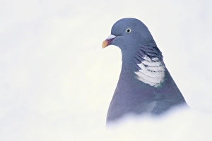 Woodpigeons Prints: Wood Pigeon (Columba palumbus) adult