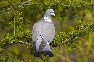 Woodpigeons Prints: Wood Pigeon (Columba palumbus) adult