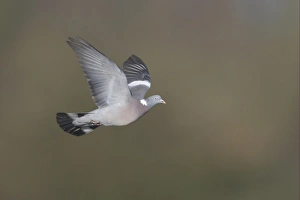 Woodpigeons Prints: Wood Pigeon (Columba palumbus) adult, in flight, Sussex, England