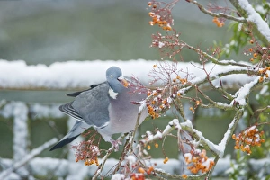 Wood Pigeon (Columba palumbus) adult, feeding on berries, perched on snow covered rowan tree in garden, Essex, England, december