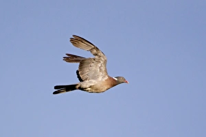 Wood Pigeon (Columba palumbus) adult, in flight, with missing primary feathers, Suffolk, England, june