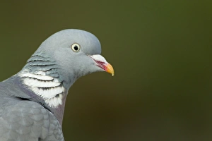 Wood Pigeon (Columba palumbus) adult, close-up of head, Essex, England, april