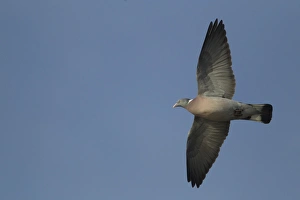 Wood Pigeon (Columba palumbus) adult, in flight, Derbyshire, England, february