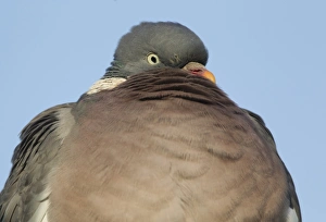 Wood Pigeon (Columba palumbus) adult, close-up of head and chest, Derbyshire, England, february