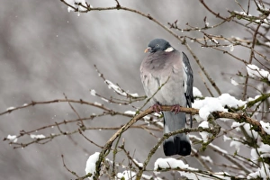 Wood Pigeon (Columba palumbus) adult, perched on snow covered branch, Gloucestershire, England, january