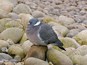 Wood Pigeon (Columba palumbus) adult, sitting on pebbles, Slimbridge, Gloucestershire, England, january