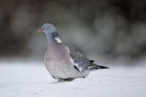 Wood Pigeon (Columba palumbus) adult, walking in snow, West Midlands, England, december
