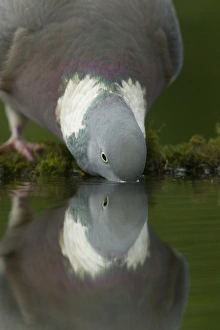 Wood Pigeon (Columba palumbus) adult, drinking from woodland pool with reflection, Derbyshire, England, may