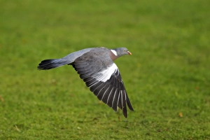 Wood Pigeon (Columba palumbus) adult, in flight, Midlands, England, september