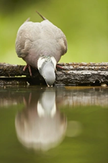 Wood Pigeon (Columba palumbus) adult, drinking at woodland pool with reflection, Hungary, May