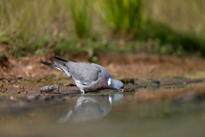Pigeon Prints: Wood Pigeon (Columba palumbus) adult, drinking, Warwickshire, England, July