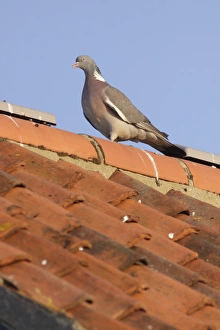 Wood Pigeon (Columba palumbus) adult, perched on tiled roof in evening sunlight, Bempton, East Yorkshire, England, July