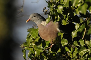 Wood Pigeon (Columba palumbus) adult, feeding on ivy berries, Norfolk, England, December