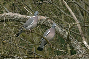 Woodpigeons Prints: Wood Pigeon (Columba palumbus) adult pair, perched on branch, West Sussex, England, march