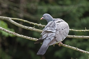 Columba Prints: Wood Pigeon (Columba palumbus) adult, preening