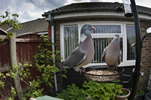 Wood Pigeon (Columba palumbus) two adults, feeding at birdfeeder in garden, West Bridgford, Nottinghamshire, England