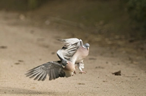Aggression Prints: Wood Pigeon (Columba palumbus) two adults, fighting, Gloucestershire, England, february