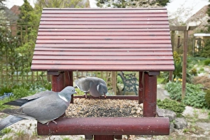 Woodpigeons Prints: Wood Pigeon (Columba palumbus) two adults