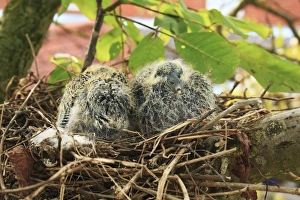Woodpigeons Prints: Wood Pigeon (Columba palumbus) two chicks