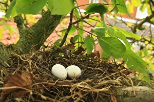 Woodpigeons Prints: Wood Pigeon (Columba palumbus) two eggs in nest