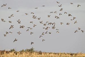 Pigeon Prints: Wood Pigeon (Columba palumbus) flock, in flight over maize crop, Norfolk, England, January