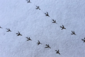 Pigeon Prints: Wood Pigeon (Columba palumbus) footprints in snow, Norwich, Norfolk, England, March